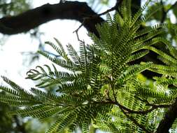 Image of African weeping-wattle