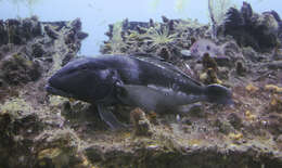 Image of Blue Cod