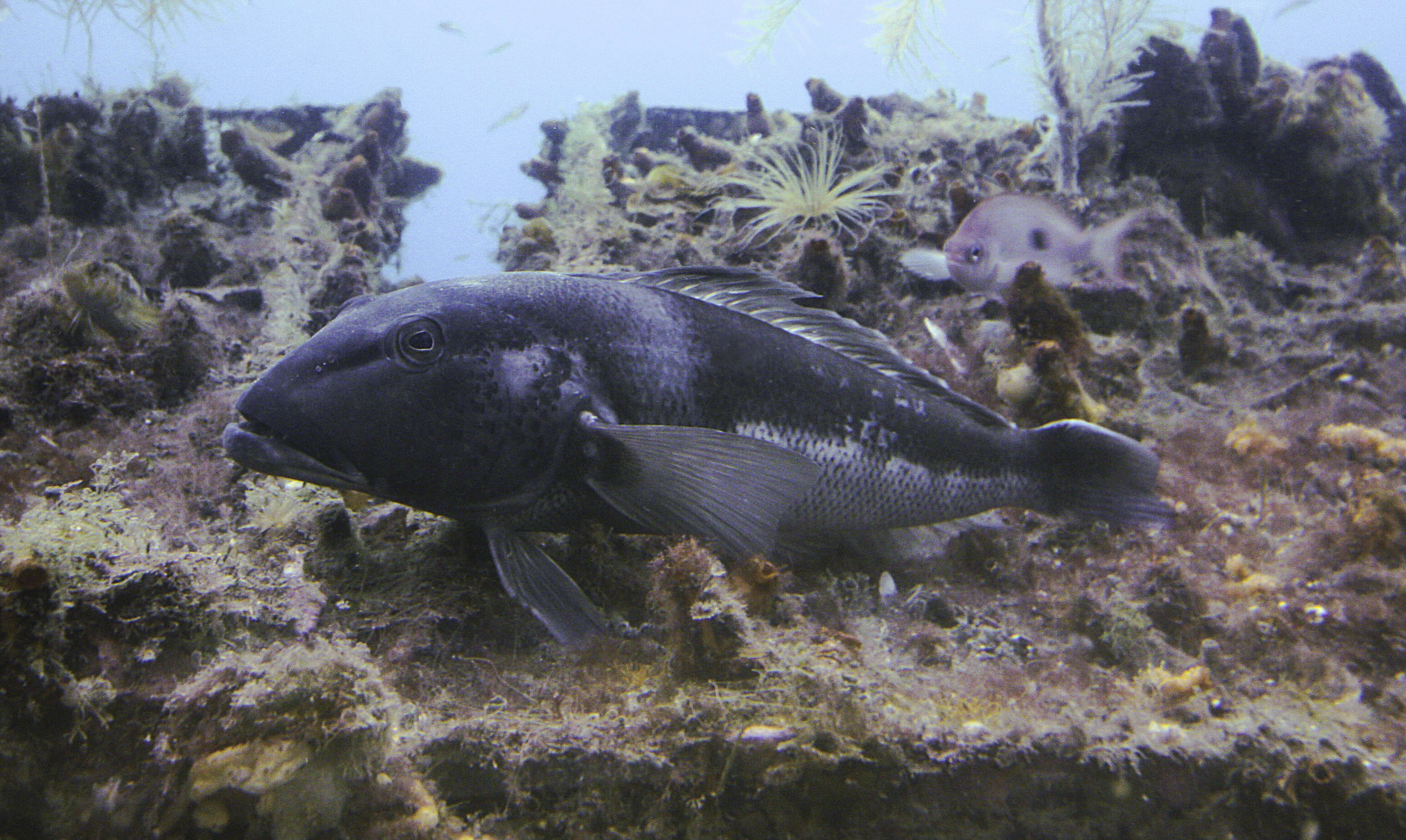 Image of Blue Cod