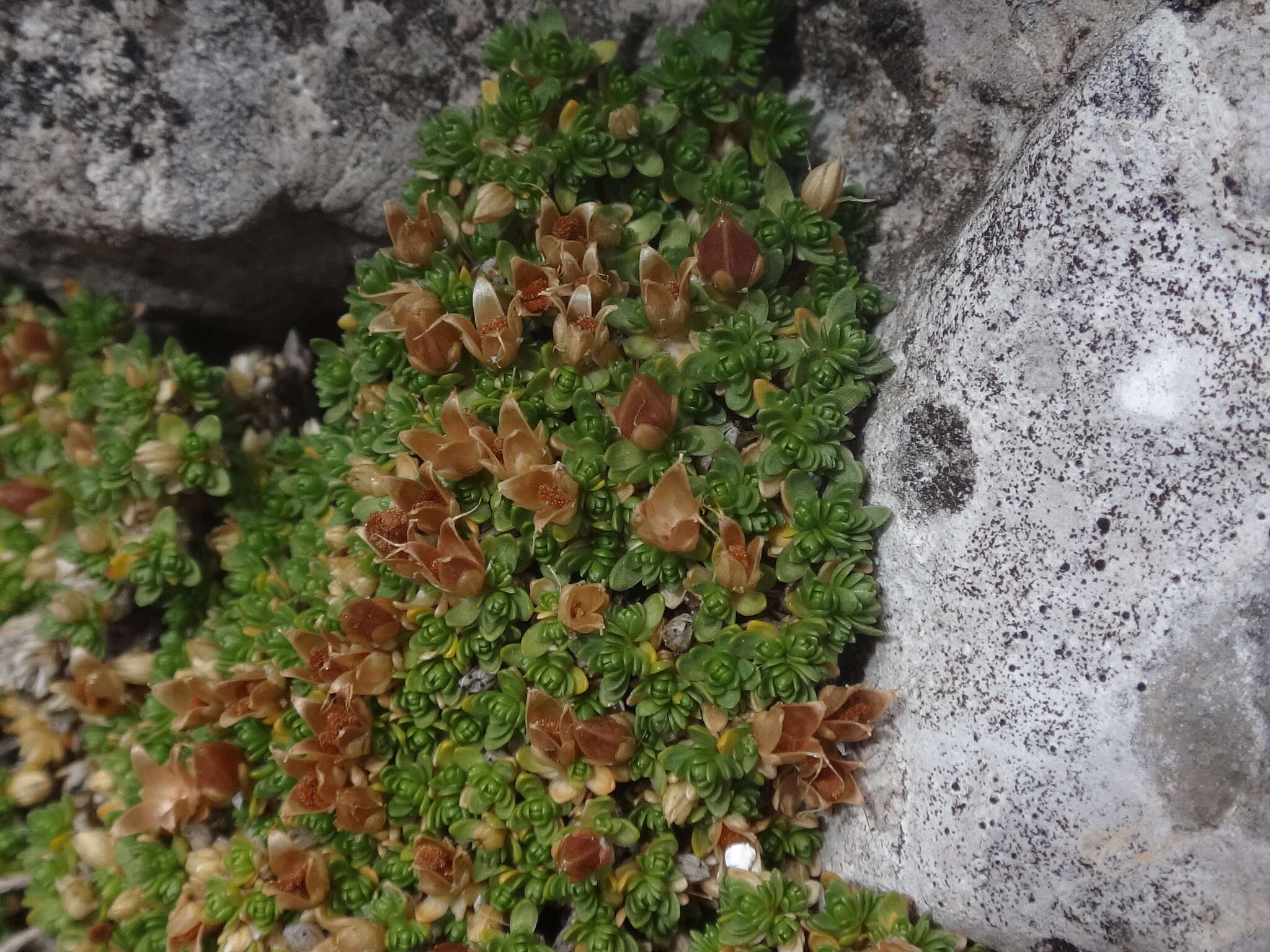 Image of Facchinia cherlerioides (Hoppe) Dillenb. & Kadereit