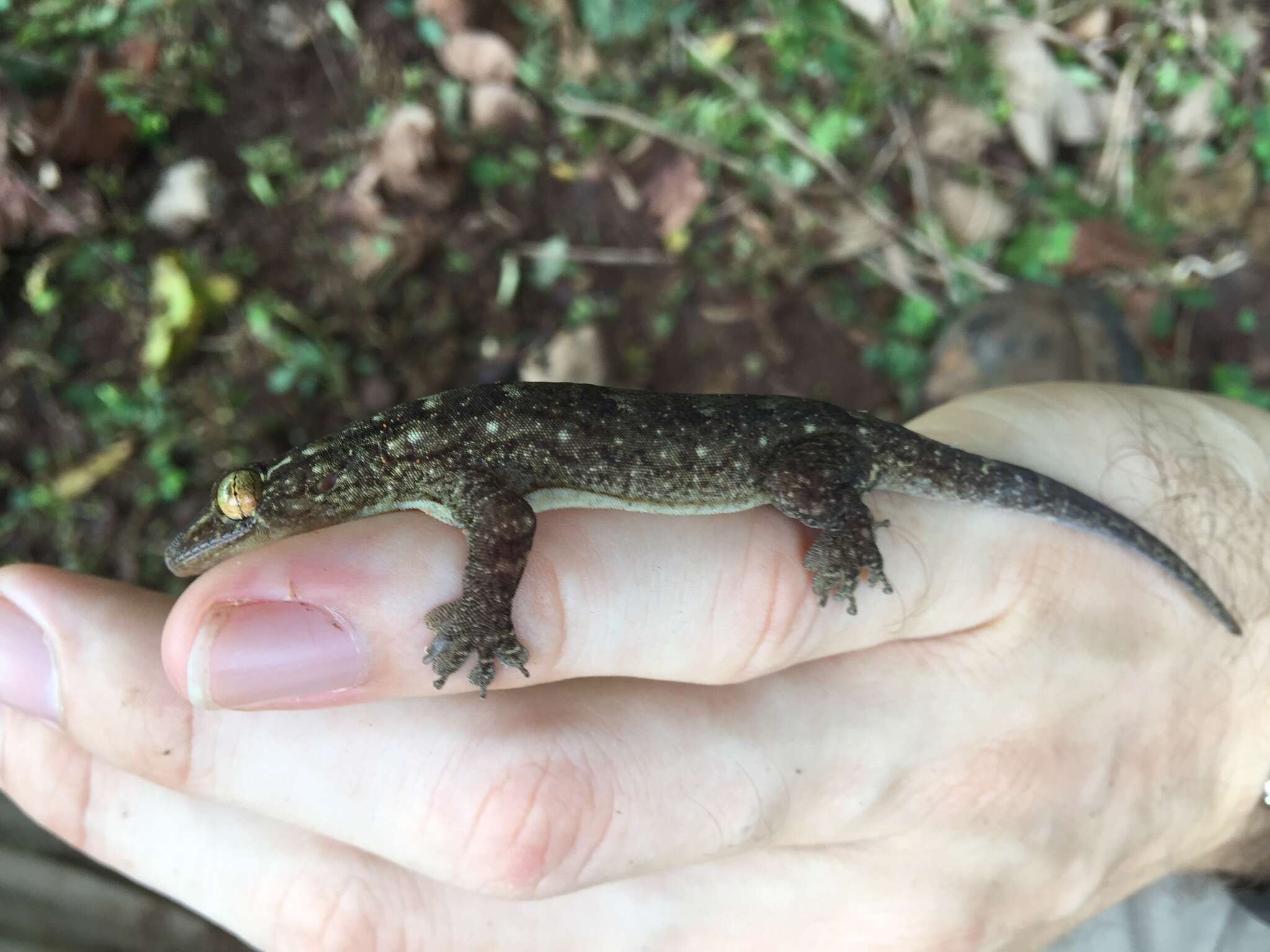 Image of Oceania Gecko