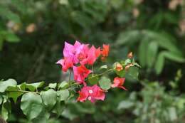 Слика од Bougainvillea glabra Choisy