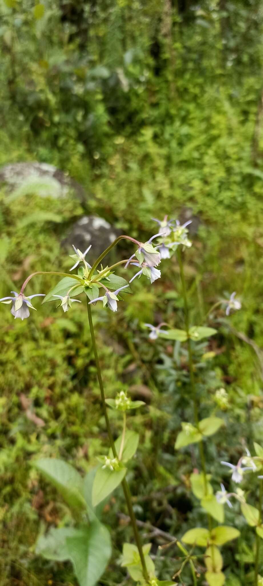 Image of Halenia elliptica D. Don