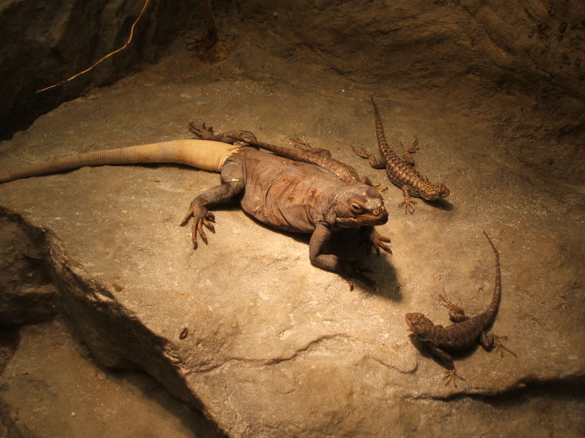 Image of Common Chuckwalla