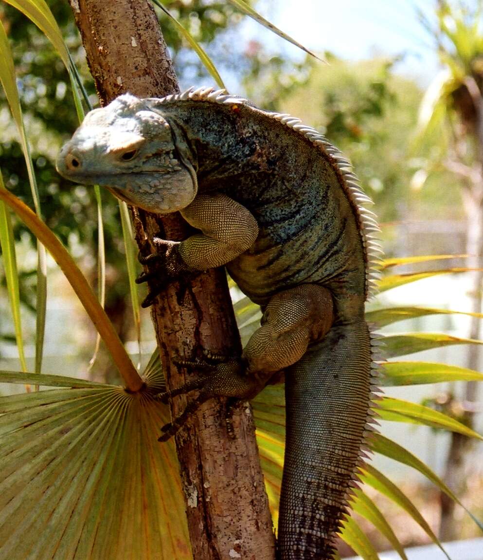 Plancia ëd Cyclura lewisi Grant 1940