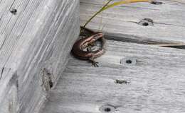 Image of Southern Grass Skink