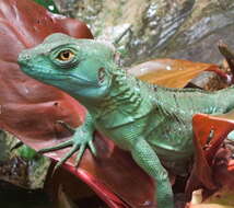 Image of Green Basilisk