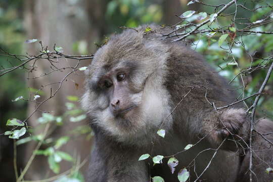 Image of Milne-Edwards’s Macaque