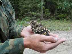 Image of White's Thrush