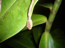 Image of Amazon Basin Tree Snake