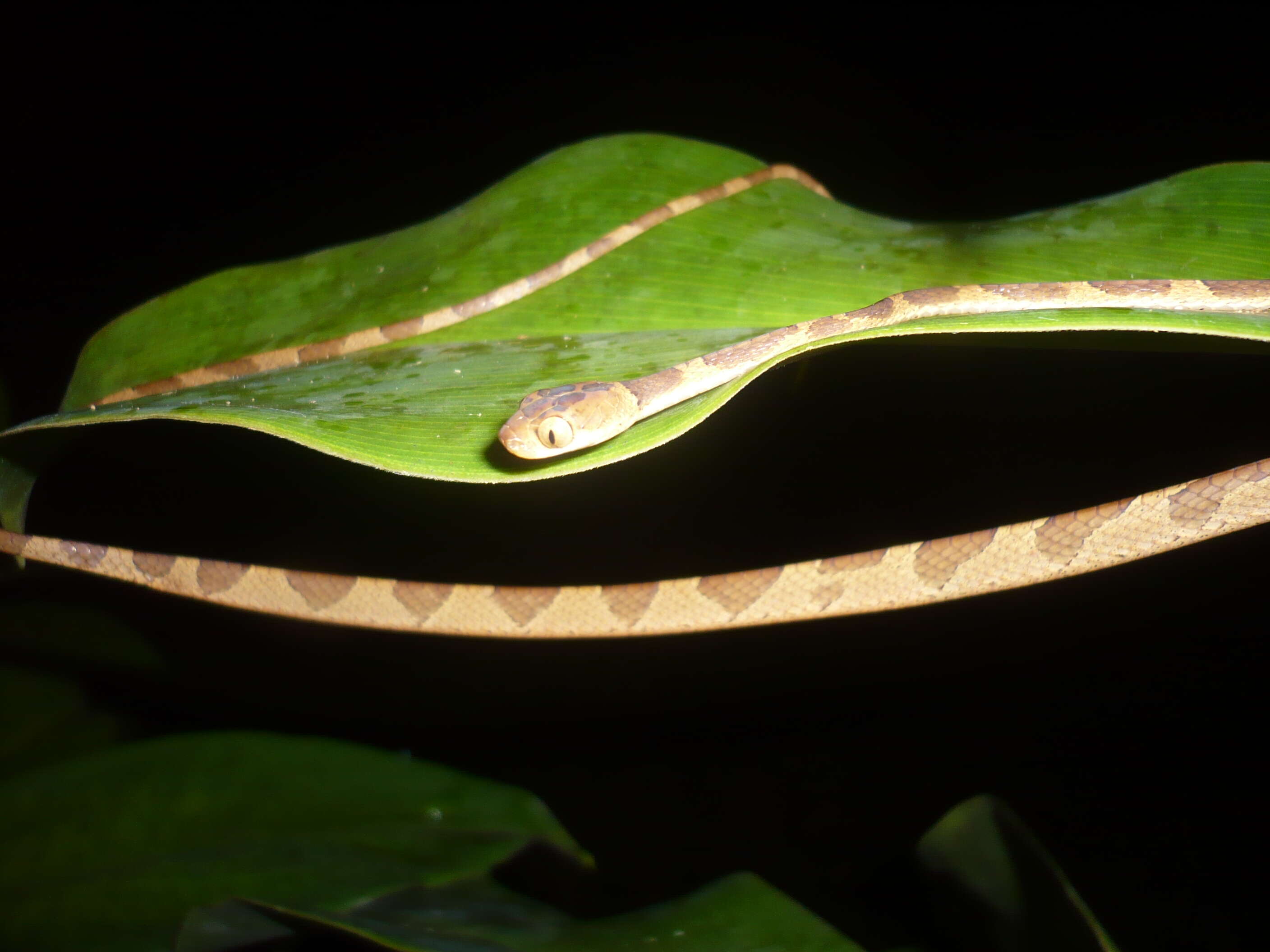 Image of Amazon Basin Tree Snake