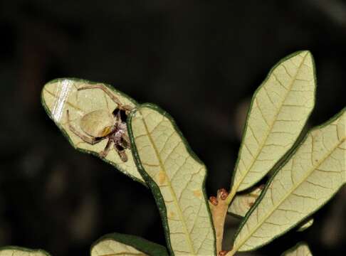 Image of Tropical Orb Weaver