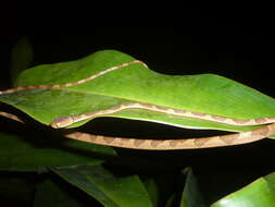 Image of Amazon Basin Tree Snake