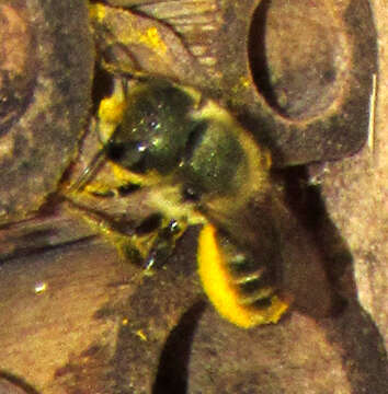 Image of Osmia coloradensis Cresson 1878