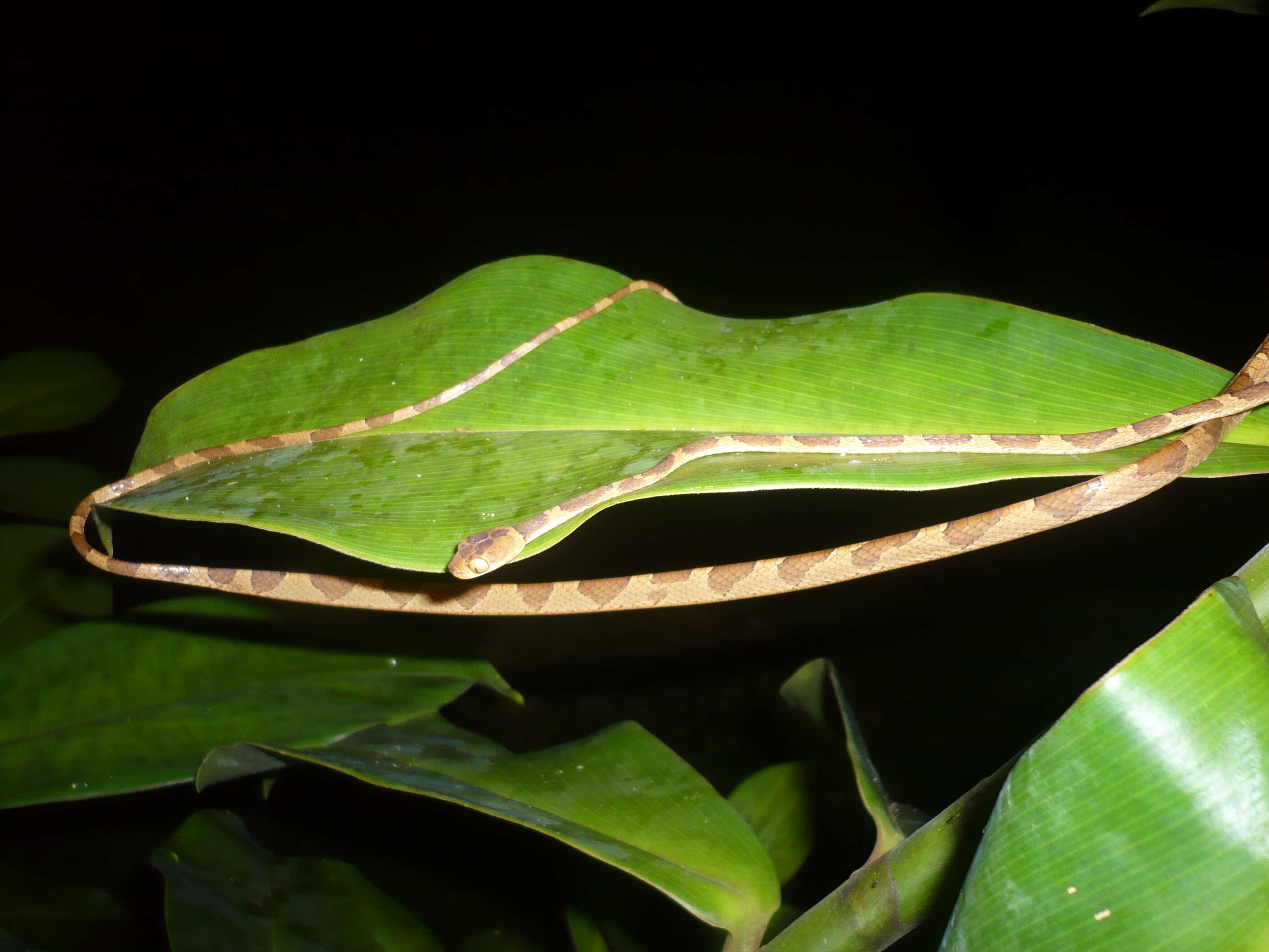 Image of Amazon Basin Tree Snake