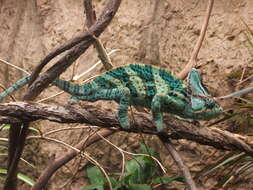 Image of Cone-head Chameleon