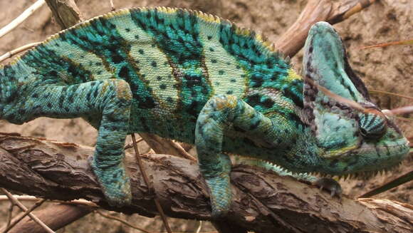 Image of Cone-head Chameleon