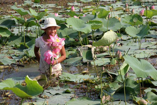 Image of sacred lotus