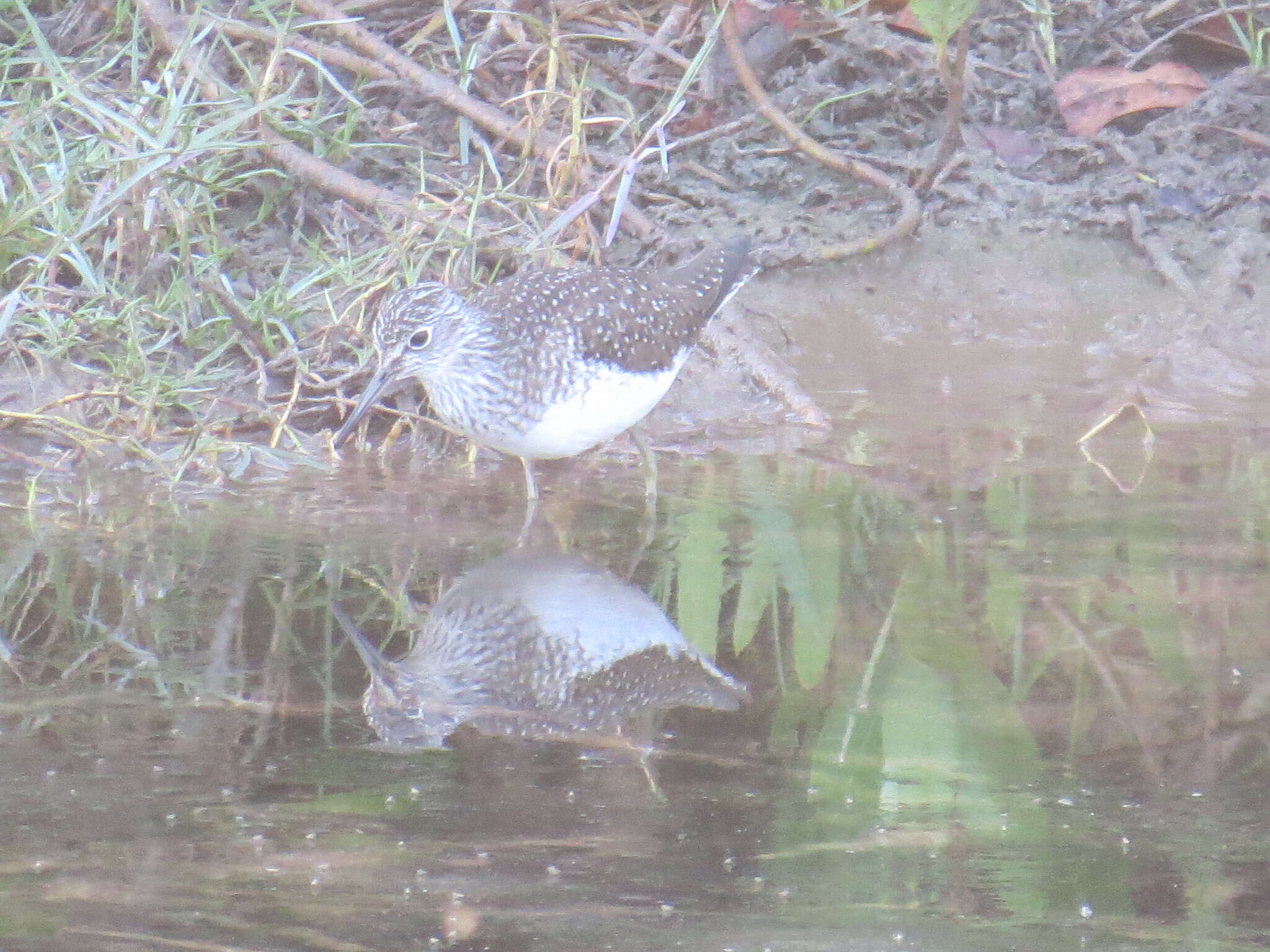 Image of Solitary Sandpiper