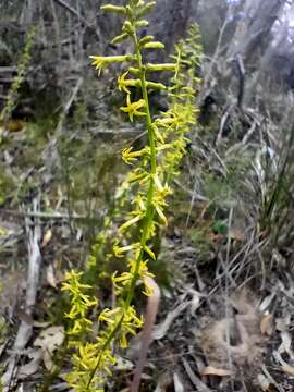 Image of Stackhousia viminea Sm.