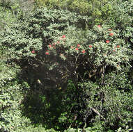 Image of Tree Rhododendron