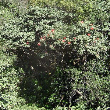 Image of Tree Rhododendron