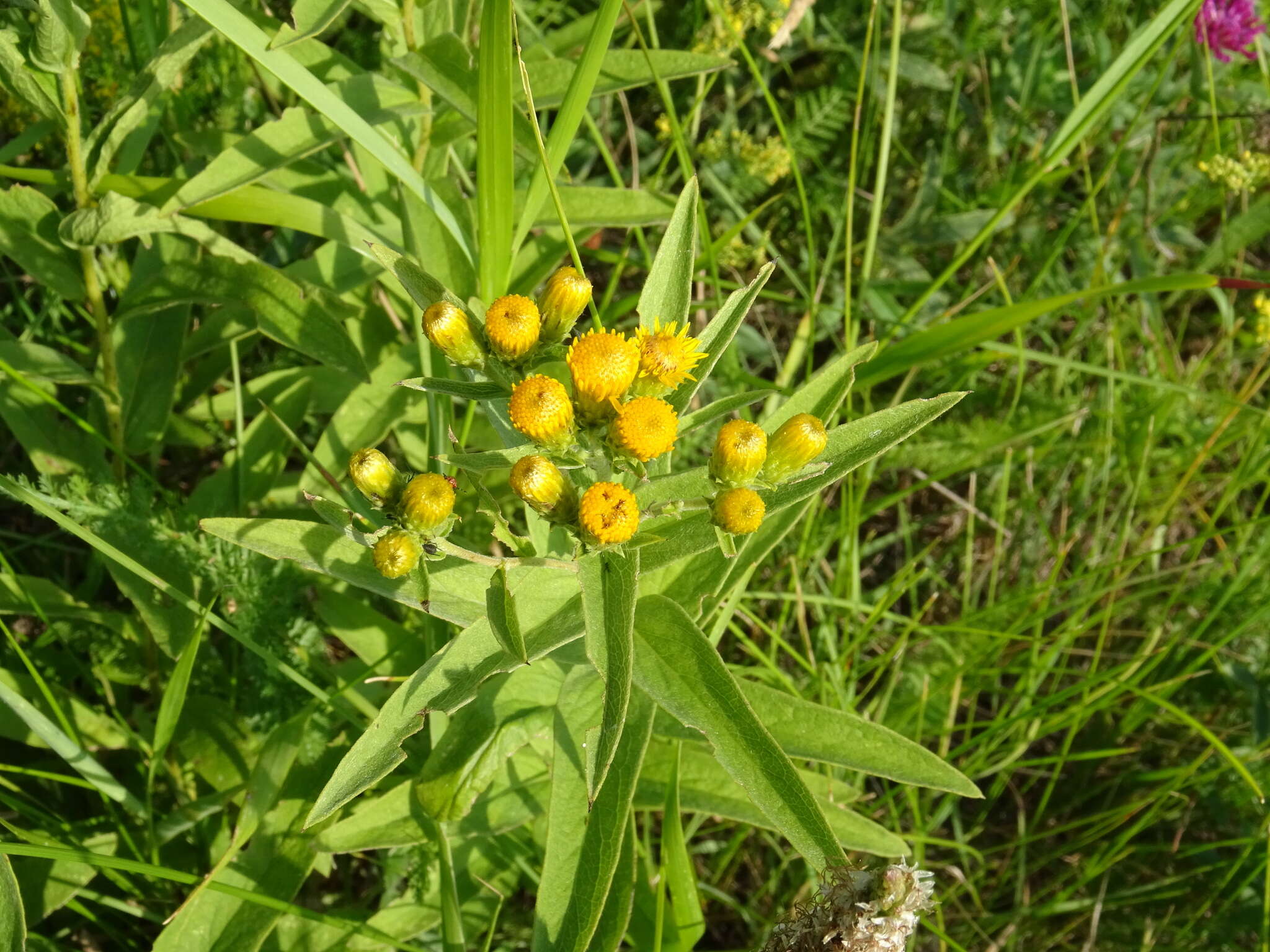 Слика од Pentanema germanicum (L.) D. Gut. Larr., Santos-Vicente, Anderb., E. Rico & M. M. Mart. Ort.