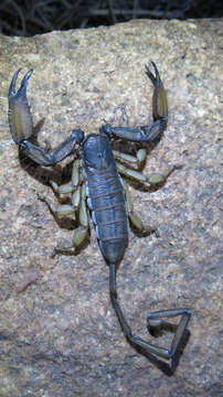 Image of Flat rock scorpion