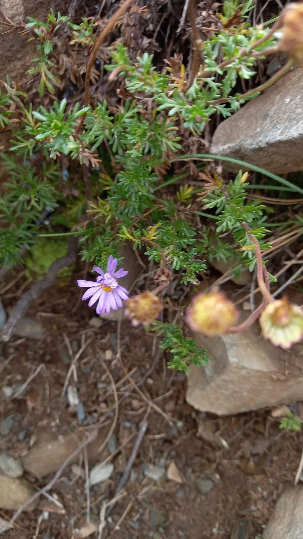 Слика од Brachyscome rigidula (DC.) G. L. Davis