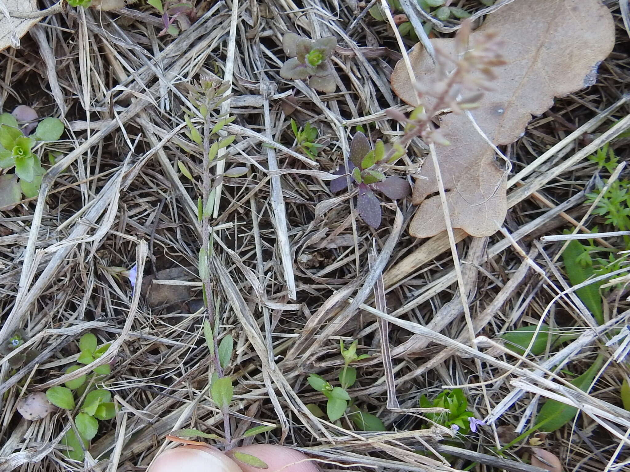 صورة Draba brachycarpa Nutt.