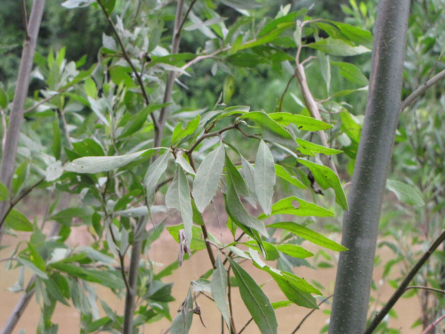 Plancia ëd Tessaria integrifolia Ruiz & Pav.