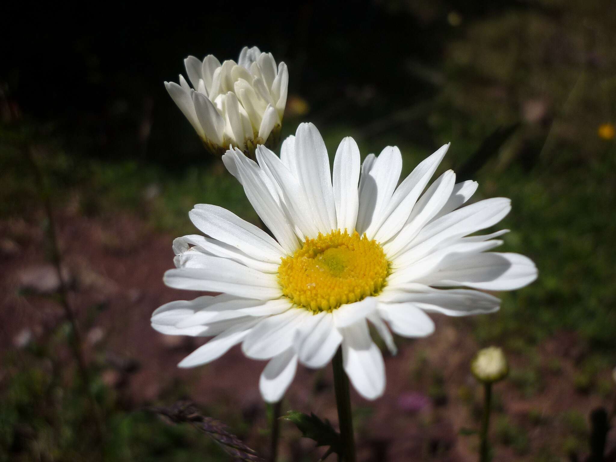 Image of Oxeye Daisy