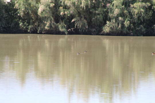 Image of Lake Duck