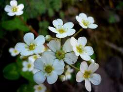 Image of Livelong Saxifrage