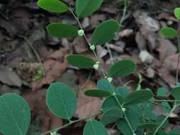 Image de Breynia quadrangularis (Willd.) Chakrab. & N. P. Balakr.