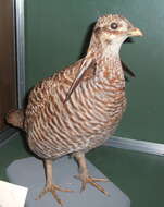 Image of Greater Prairie Chicken