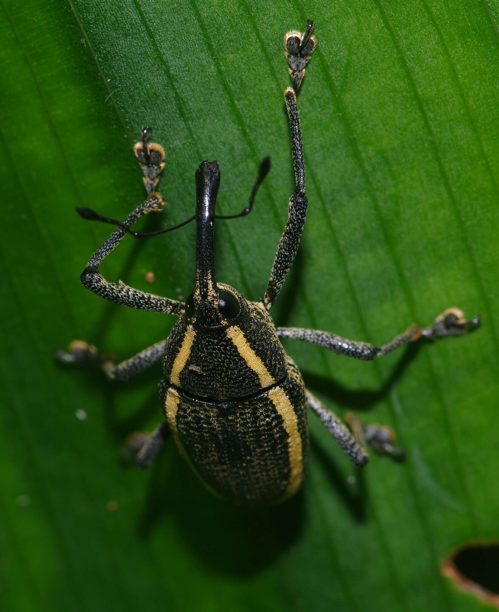 Image of Cholus olivieri Klima & A. 1936