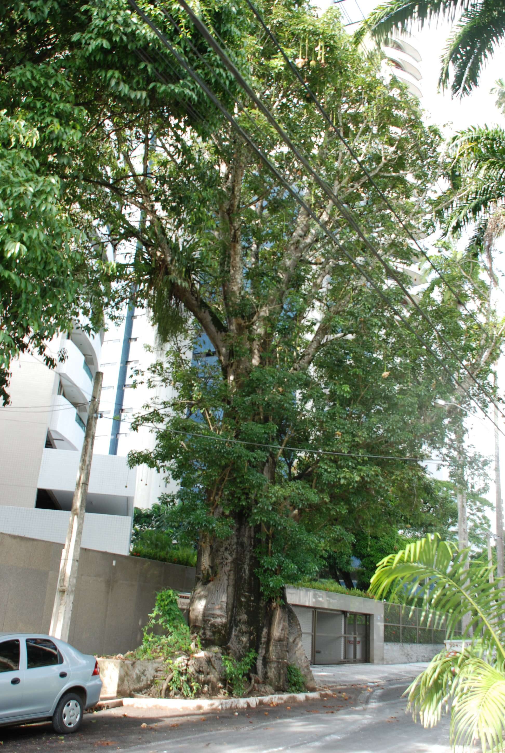 Image of African Baobab