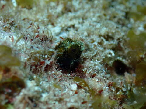 Image of Secretary Blenny