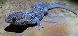 Image of Turner's thick-toed gecko