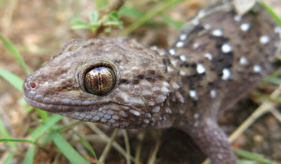 Image of Turner's thick-toed gecko