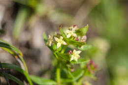 Image of Galium nankotaizanum Ohwi