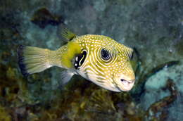 Image of Broadbarred Toadfish