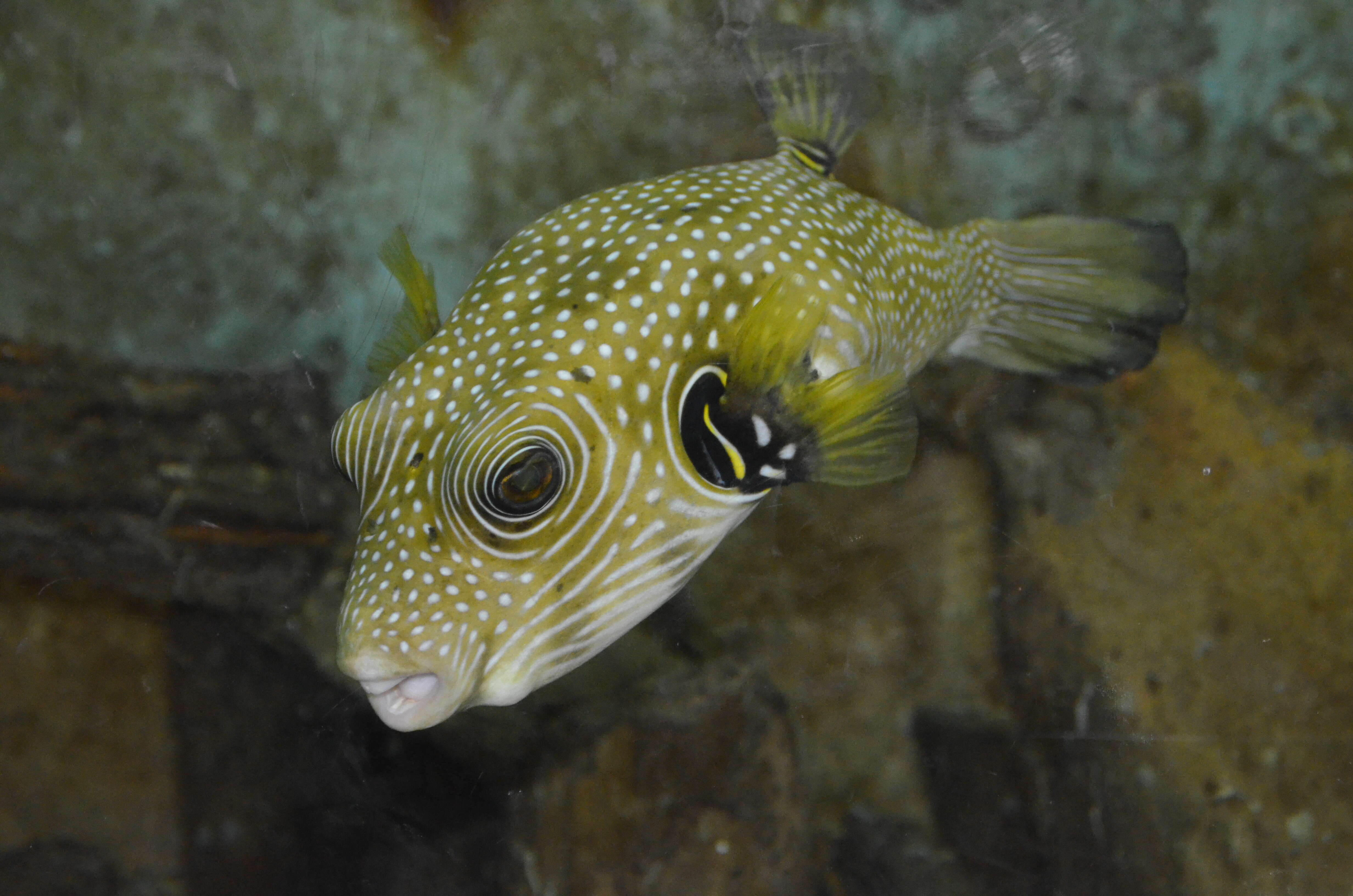 Image of Broadbarred Toadfish