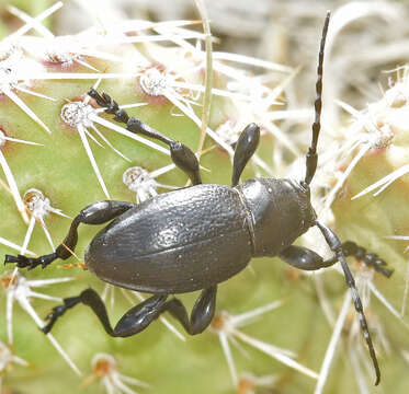 Image of Moneilema annulatum Say 1824