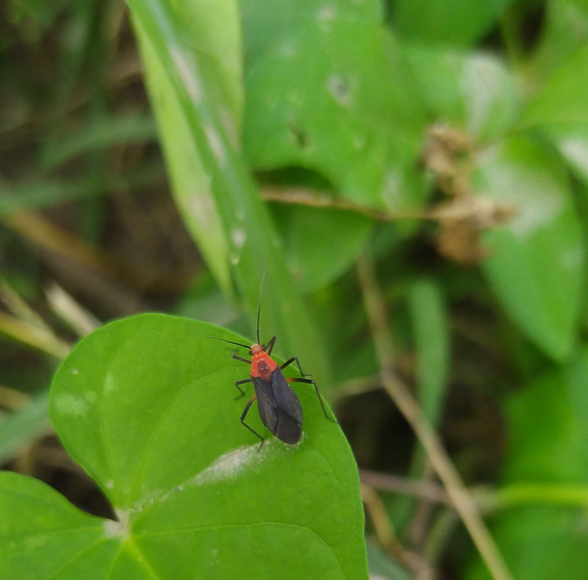 Prepops latipennis (Stal 1862)的圖片