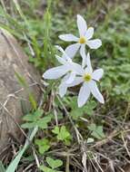 Image of Narcissus serotinus L.