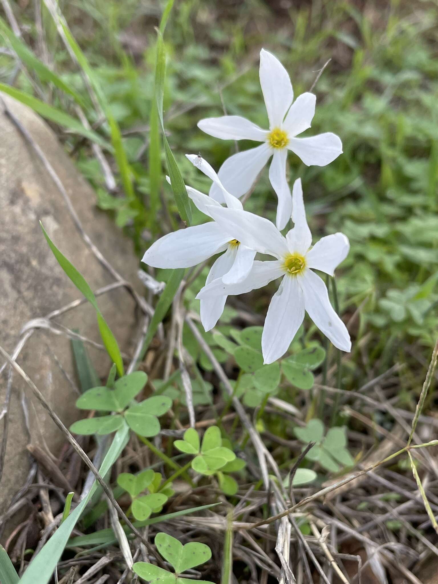 Image of Narcissus serotinus L.