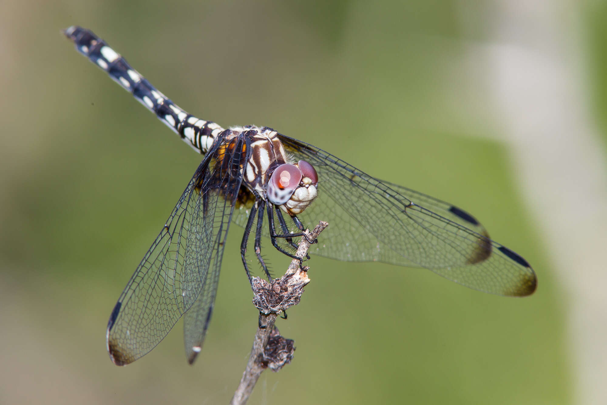 Image of Checkered Setwing