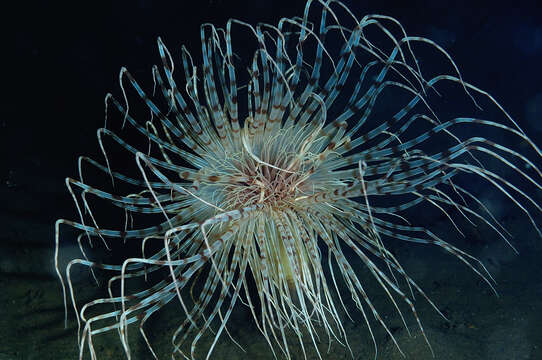 Image of fireworks anemone